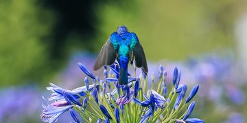 WEHAT Foundation and Uganda Golf Club Join Forces for Educational Fundraiser