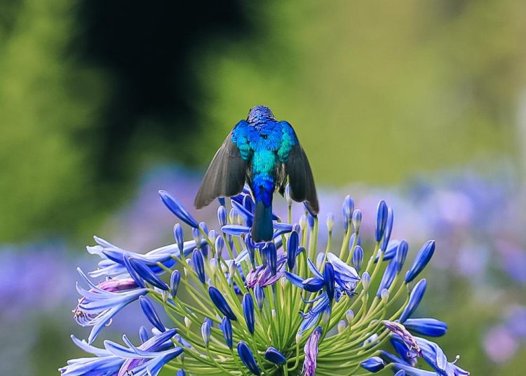 WEHAT Foundation and Uganda Golf Club Join Forces for Educational Fundraiser