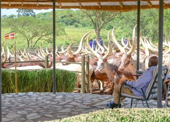 Museveni to Sell Cows to Buy Bus for Lango Province Football Team