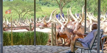 Museveni to Sell Cows to Buy Bus for Lango Province Football Team