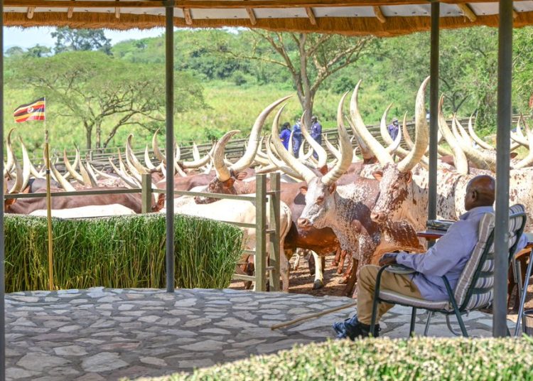Museveni to Sell Cows to Buy Bus for Lango Province Football Team