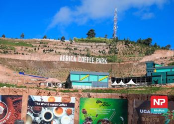 50,000 Runners Expected as Coffee Marathon Kicks Off in Rwashamaire