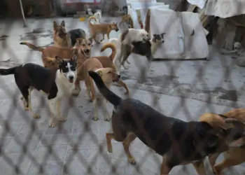 Morocco Accused of Mass Dog Cull Ahead of 2030 World Cup