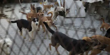 Morocco Accused of Mass Dog Cull Ahead of 2030 World Cup