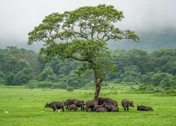 Tanzania Plans Wildlife Park Training Camps for AFCON 2027