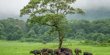 Tanzania Plans Wildlife Park Training Camps for AFCON 2027