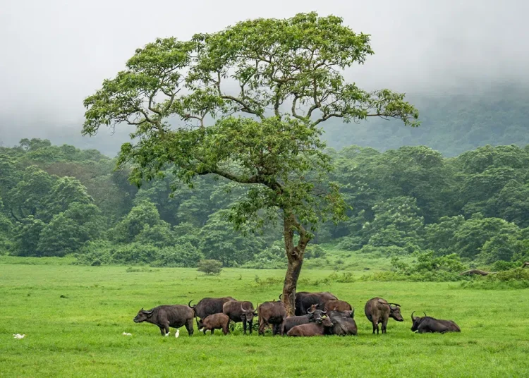 Tanzania Plans Wildlife Park Training Camps for AFCON 2027